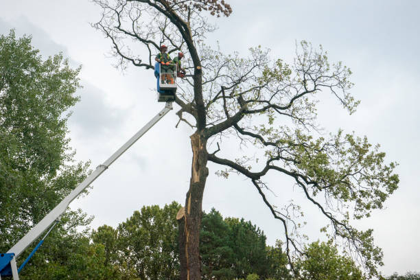 Lawai, HI Tree Care Company